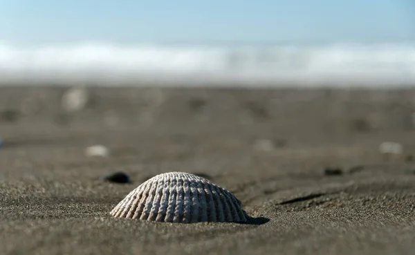 Concha Concha Cockle Uma Praia Areia Westport Com Linha Surf — Fotografia de Stock