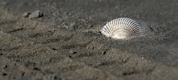 Cockle Clam Shell Uma Praia Areia Lado Uma Pista Pneus — Fotografia de Stock