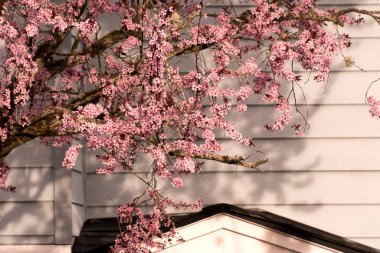 Çiçekli kiraz dalları Redmond Seattle, 2022, 3 ev boyunca uzanır.