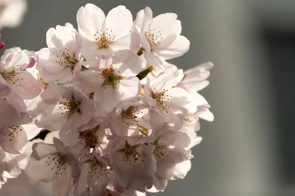 Blooming Cherry Tree Branch Redmond Seattle 2022 — Stock Photo, Image