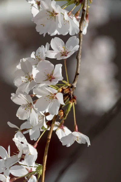 Blooming Cherry Tree Branch Redmond Seattle 2022 — Stock Photo, Image