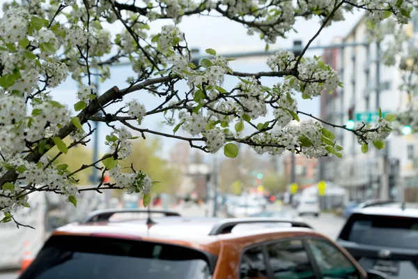 Flor Cerejeira Cleveland Street Redmond Town Center — Fotografia de Stock