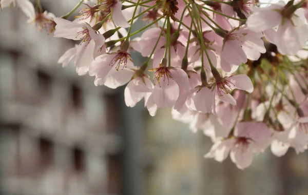 Cherry Branch Pink Flowers Front Condo Building Redmond Town Center — Stock Photo, Image