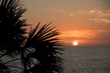 Florida, Venedik 'te Caspersen Beach Sunset' te palmiye dalları siluetleri