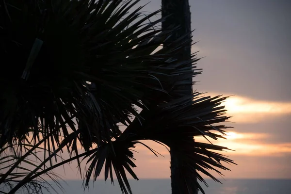 Palm Branches Silhouettes Caspersen Beach Sunset Venice Florida — Stock Photo, Image