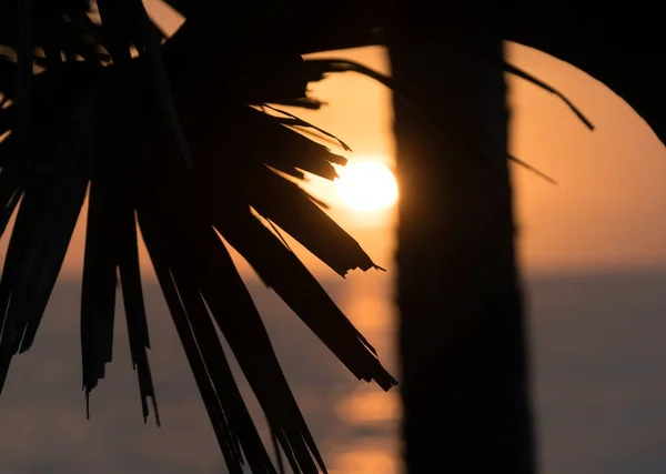 Siluetas Ramas Palma Caspersen Beach Sunset Venice Florida —  Fotos de Stock