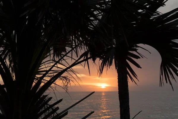 Sylwetki Gałęzi Palmowych Przy Zachodzie Słońca Caspersen Beach Wenecja Floryda — Zdjęcie stockowe