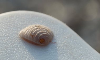 Florida 'da Caspersen Sahili' nde plaj sandalyesinin plastik kolunda.