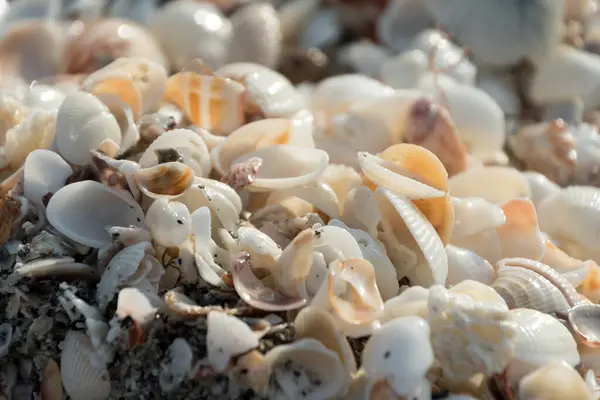 Різні Черепашки Пляжі Касперсен Венеція Флорида — стокове фото
