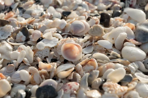 Різні Черепашки Пляжі Касперсен Венеція Флорида — стокове фото