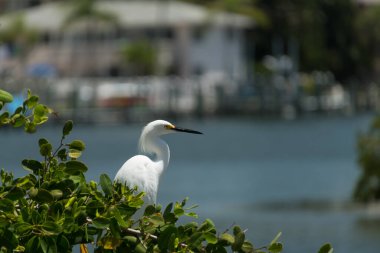 Karlı Egret, Sarasota 'daki Turtle Beach otoparkının yanındaki yeşil bir dalda oturuyor.