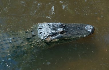 Timsah kafatası Myakka Eyalet Parkı, Sarasota, Florida 'daki Timsah Köprüsü' nde yapıldı.