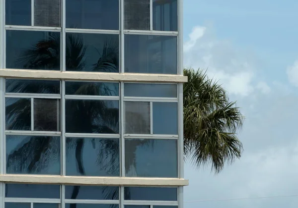 Palm Tree Glass Wall Resort Building Venice Beach Florida —  Fotos de Stock