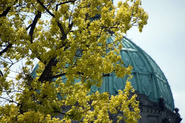 Čerstvé Listí Větvích Stromů Před Budovou Parlamentu Victoria Britská Kolumbie — Stock fotografie