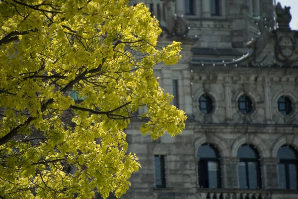 Čerstvé Listí Stromech Před Zdmi Budovy Parlamentu Victoria Britská Kolumbie — Stock fotografie