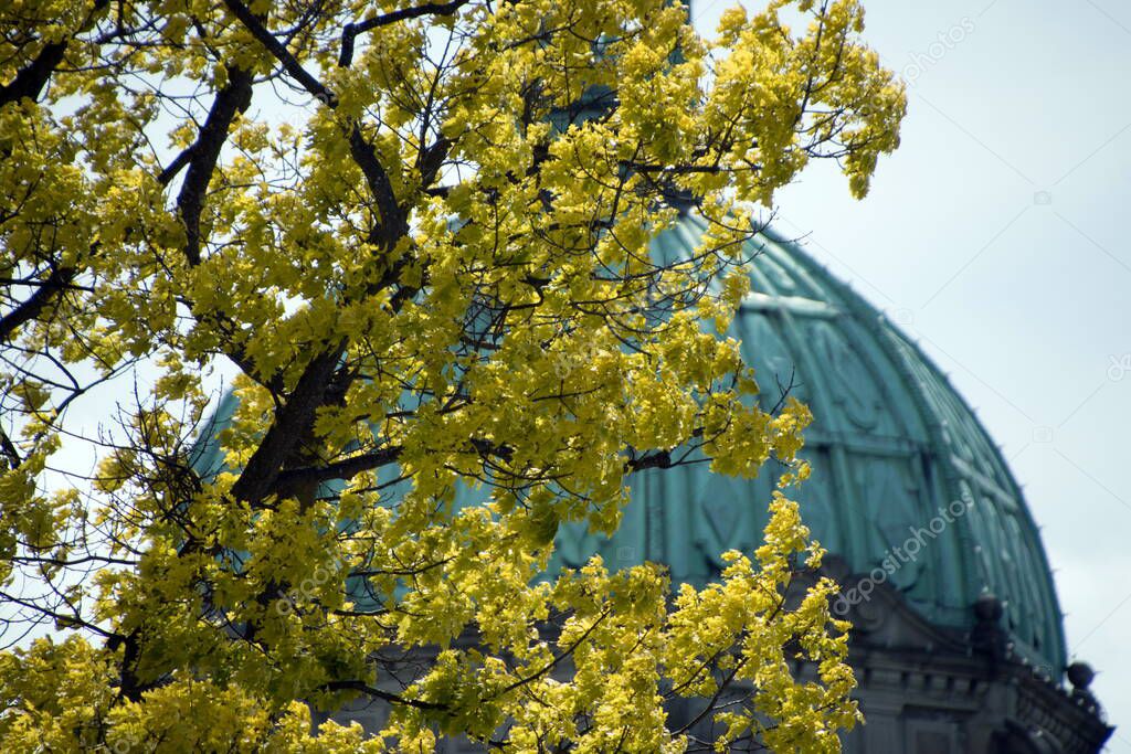Fresh foliage on branches of trees in front of  the dome of Parliament building in Victoria, British Columbia