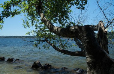 Yaz sabahı St. Edward plajı gibi, gölgelerin arasında gölgeler içinde gölün üzerinde dallar uzanıyor.