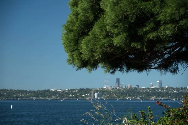 Looking Moss Bay Seattle Downtown Framed Cedar Branches Kirkland Marina — Stock Photo, Image