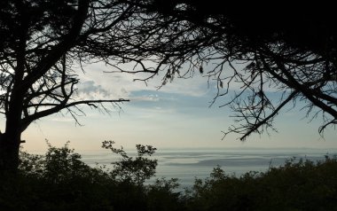 Looking at sunset through tree branches from Dungeness coastal trail, Sequim, Washington