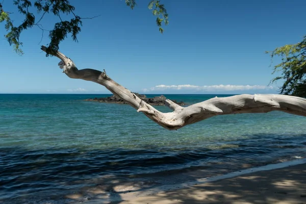 Long Tree Branches Form Shades Frame Horizon Puako Beach Big — Stock Photo, Image