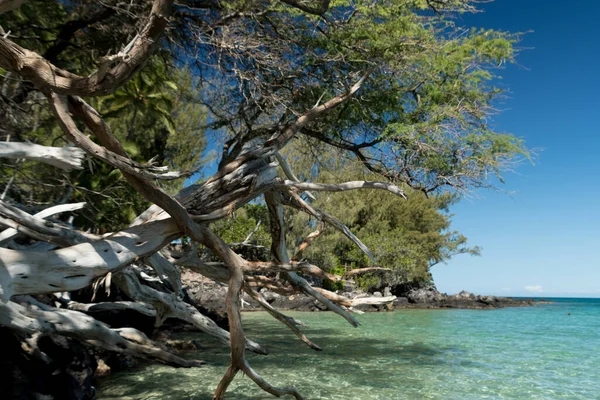 Uzun Ağaç Dalları Gölgeler Oluşturur Puako Sahili Nde Çerçeve Ufku — Stok fotoğraf