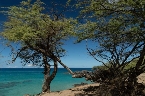 Caminhadas Floresta Entre Praia Waialea Hapuna Big Island Havaí — Fotografia de Stock