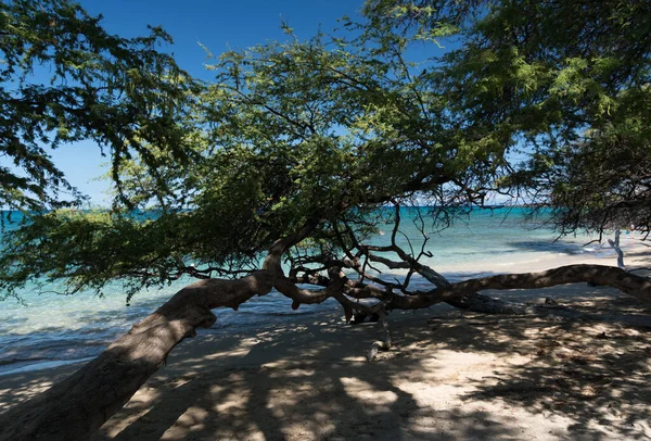 Hosszú Faágak Formaárnyalatok Keret Horizont Puako Beach Big Island Hawaii — Stock Fotó