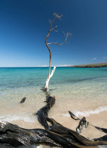 Güzel Kuru Beyaz Ağaçlar Puako Sahilinin Huzurunu Artırıyor Büyük Ada — Stok fotoğraf