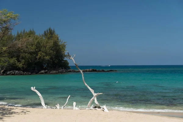 Hermosos Árboles Blancos Secos Que Suman Serenidad Playa Puako Big —  Fotos de Stock