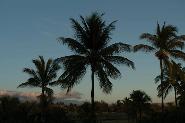 Sunset over palms at Anaehoomalu Bay, Waikoloa, Big Island, Hawaii