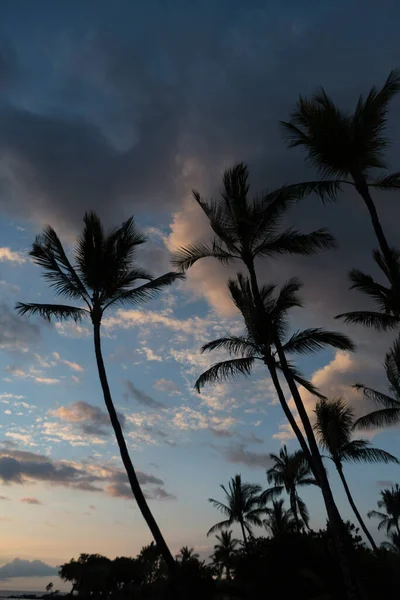 Solnedgång Över Palmer Vid Anaehoomalu Bay Waikoloa Big Island Hawaii — Stockfoto