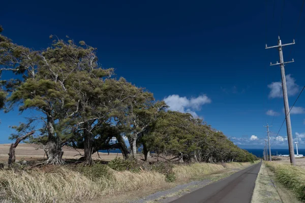 Weg Naar Windmolenboerderij Bij Upolu Point Met Palen Kabels Eroverheen — Stockfoto