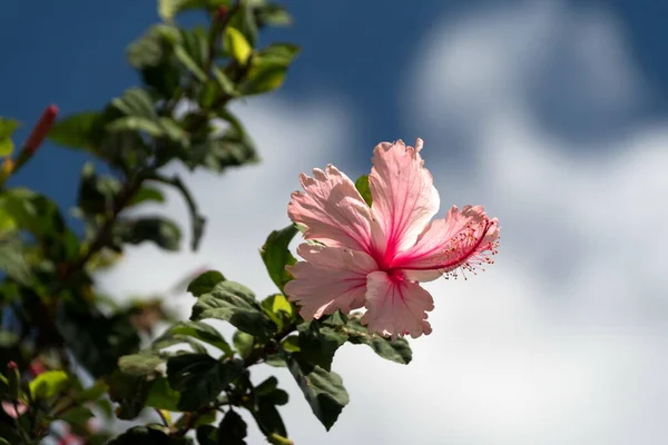 Grande Hibisco Rosa Lado Pólo Mtal Encruzilhada Hawi — Fotografia de Stock