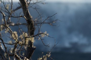 Kilauea Krateri, Volkan Eyalet Parkı, Büyük Ada, Hawaii 'de buhar kolonları önünde bir ağaç brunch' ında yosun.
