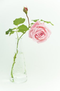 güzel pembe gül cam vazoda