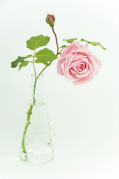 Schöne rosa Rose in Glasvase — Stockfoto