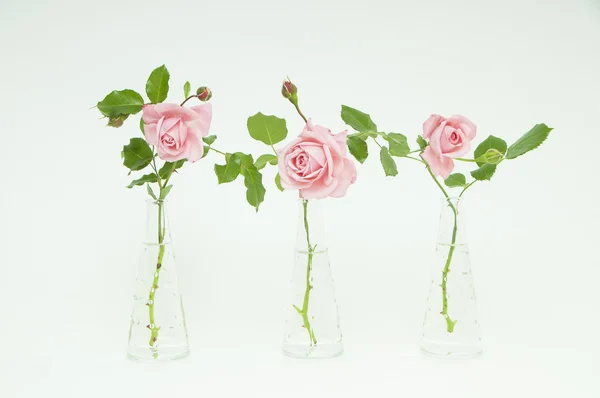 Drei Vasen mit schönen geschnittenen Rosen lizenzfreie Stockfotos