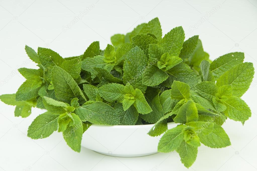 Big plate of fresh mint leaves on white