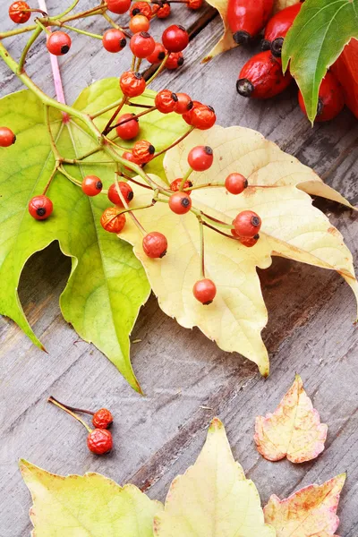 Podzimní pozadí s rowan a wilde plody růže na dřevěný stůl, Zátiší. — Stock fotografie