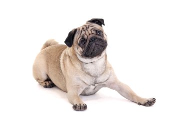 şirin pug köpek üzerinde beyaz yalan