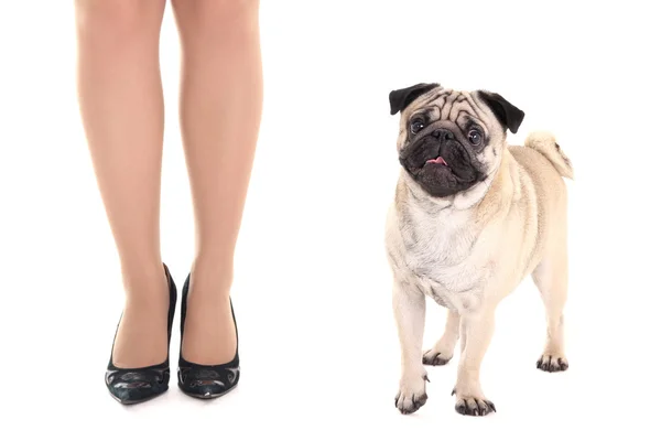 Schattig pug hond en wijfje benen — Stockfoto