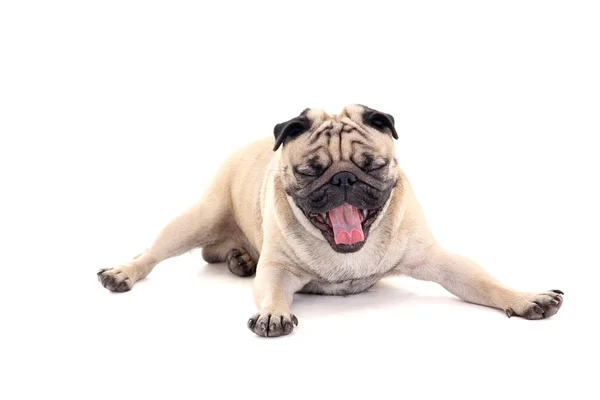 Yawning dog over white — Stock Photo, Image