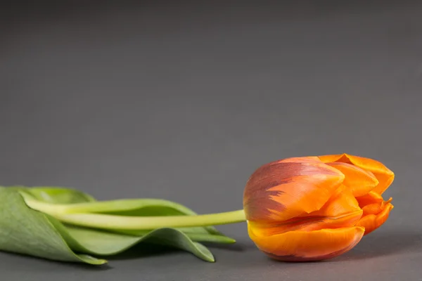 Orange tulip çiçek üzerinde gri — Stok fotoğraf