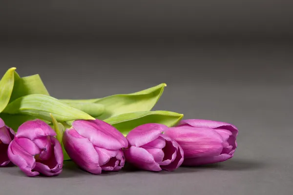 Violette Tulpen auf grauem Hintergrund — Stockfoto