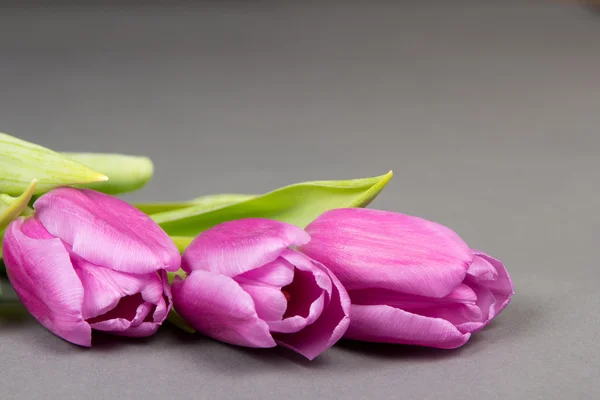 Drei violette Tulpen auf grauem Hintergrund — Stockfoto