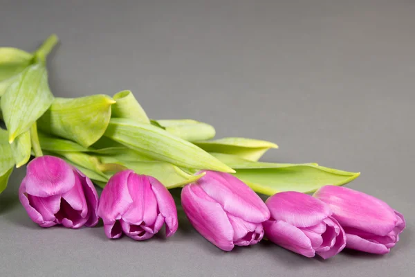 Fünf violette Tulpen auf grauem Hintergrund — Stockfoto