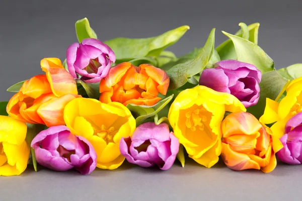 Kolorowe tulipany na szarym tle — Zdjęcie stockowe