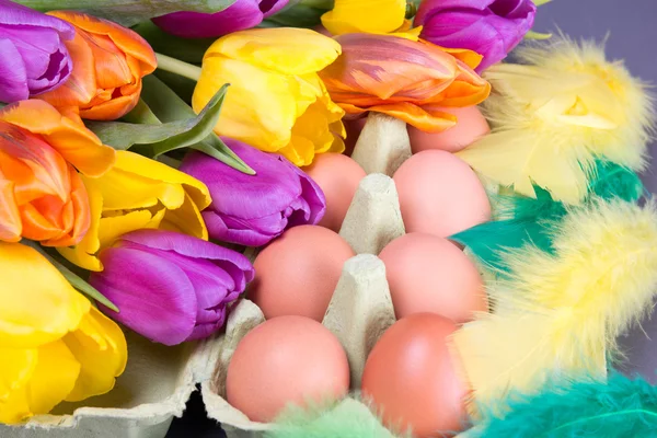 Easter eggs, tulips and feather — Stock Photo, Image