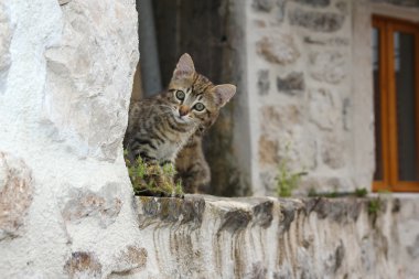 little kitten on the roof of old building clipart