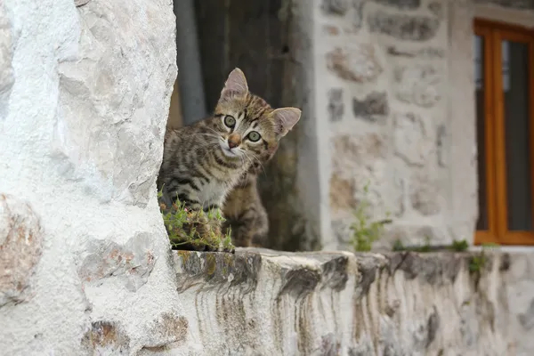 Gatita en el tejado del edificio de la vieja — Foto de Stock